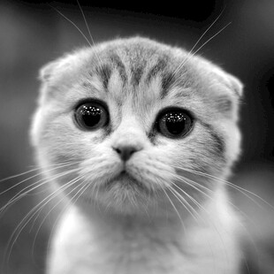 折耳猫