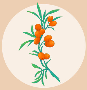沙棘插画