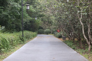 幽静小路