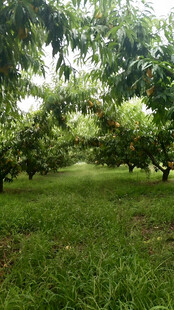 果园