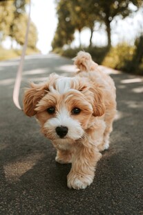 狗 