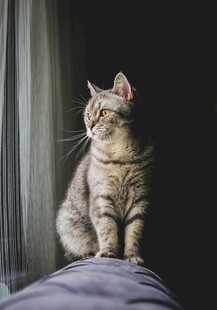 猫