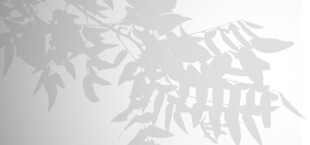白墙竹叶光影