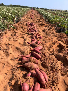红薯栽培