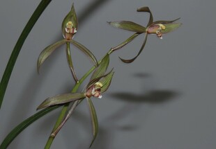 优雅细茎兰花绽放