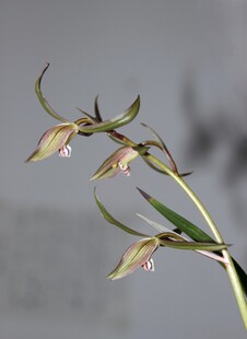 优雅细茎兰花特写