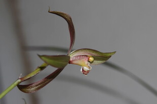 优雅单枝兰花特写