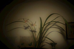 中式室内兰花雅致景致