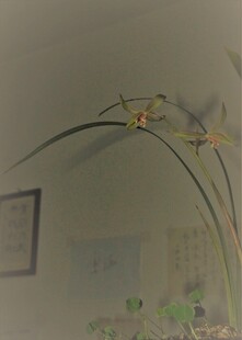 室内优雅绽放的兰花