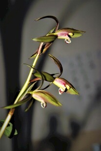 优雅绽放的兰花