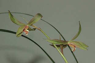 优雅绿色兰花特写