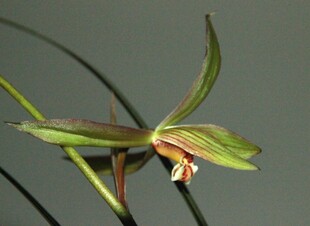 优雅绽放的绿色兰花