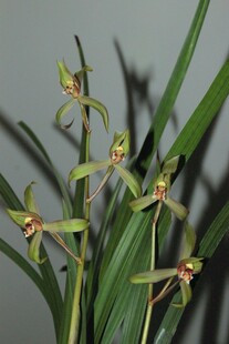 优雅绽放的绿色兰花