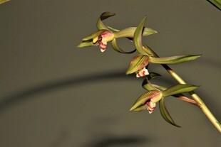 优雅绽放的美丽兰花