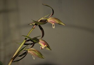 优雅绽放的兰花