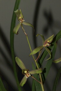 优雅绽放的绿色兰花