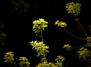 暗背景下的黄色小花绽放