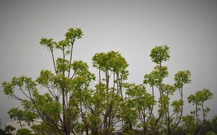 嫩绿植物在灰白背景中