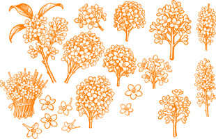 橙色桂花花朵矢量素材