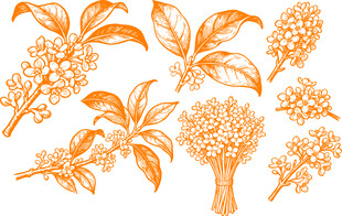 手绘桂花花朵元素集合