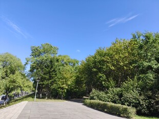 林间静谧小路