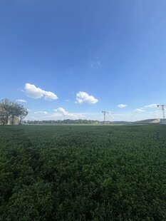 广阔绿野蓝天美景