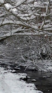 冬日雪覆溪流树林美景