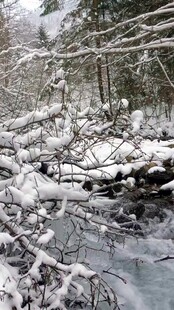 冬日雪覆树林溪流景象