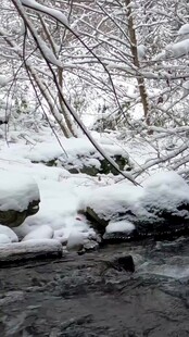 雪覆溪边林景