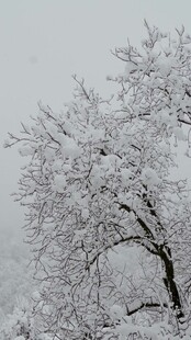 雪覆枝头景