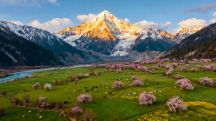 雪山下的烂漫花海奇观