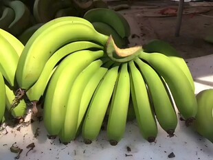 香蕉
