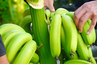 香蕉