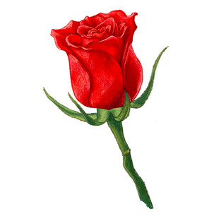 单支红玫瑰插画