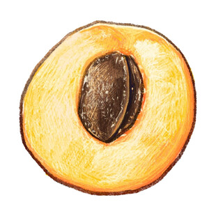手绘半颗杏子果实