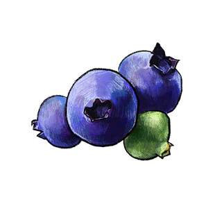水彩画中的新鲜蓝莓