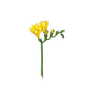 黄色香雪兰单枝花朵