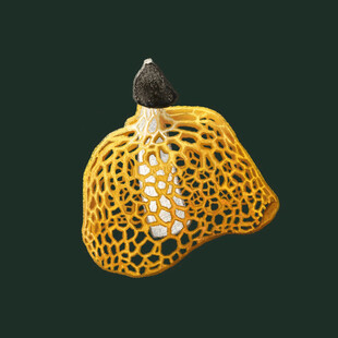 奇特网状菌类植物特写