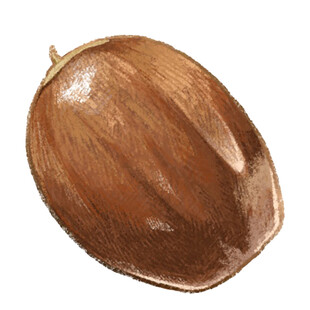 手绘棕色坚果特写