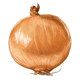 手绘棕色洋葱