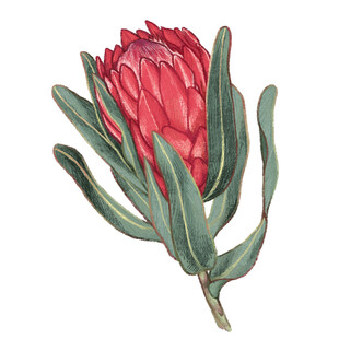 艳丽帝王花特写