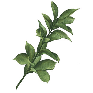 翠绿枝叶插画