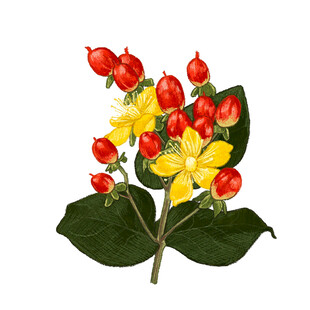 黄色花朵与红色果实植物