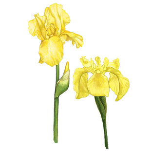 两朵明艳黄色鸢尾花