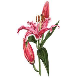粉色百合花插画