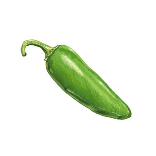 手绘青辣椒