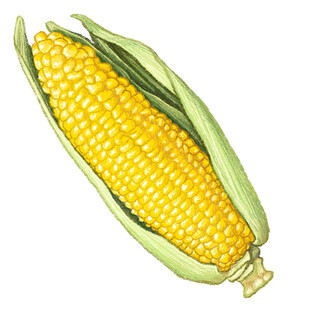 手绘鲜嫩玉米棒