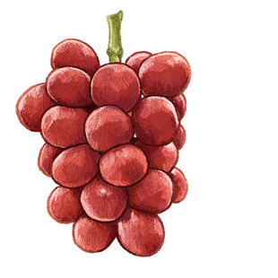 一串红葡萄插画