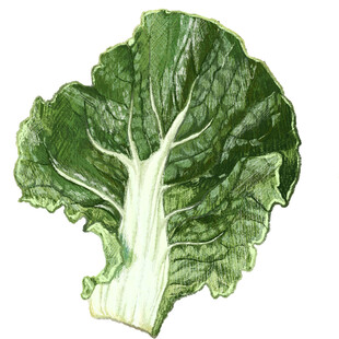 手绘鲜绿白菜叶