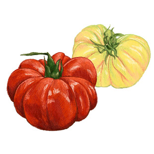 红黄番茄插画